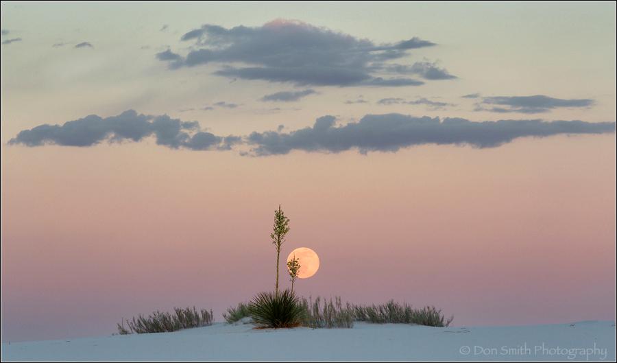 Moonrise Behind Yuccas, White Sands, New Meico