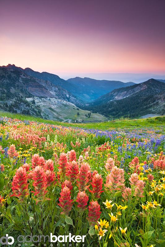 Adam barker - My approach to wildflower photography01