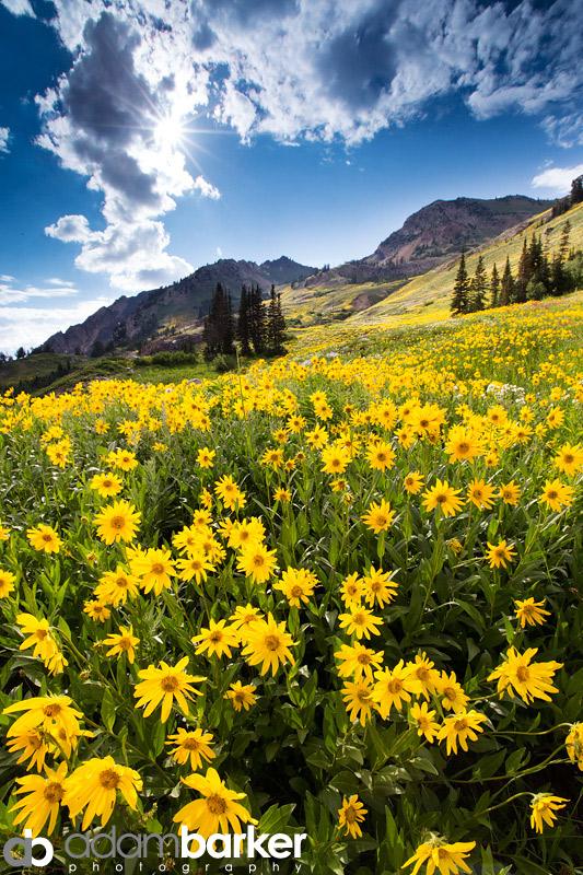 Adam barker - My approach to wildflower photography02