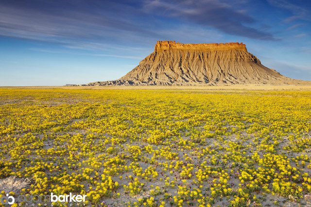 Adam barker - My approach to wildflower photography03