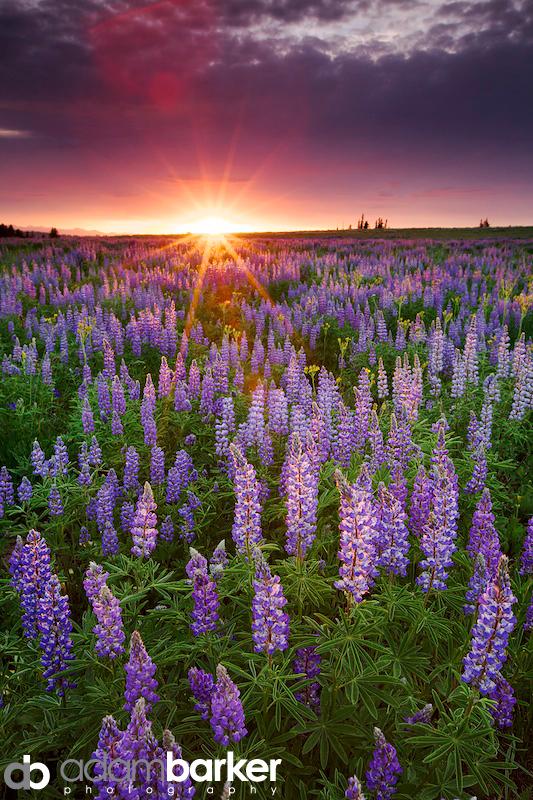 Adam barker - My approach to wildflower photography04