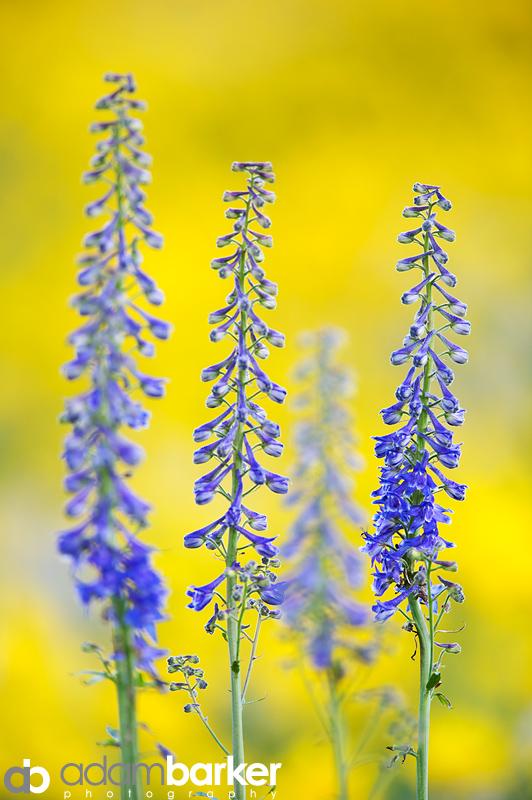 Adam barker - My approach to wildflower photography06