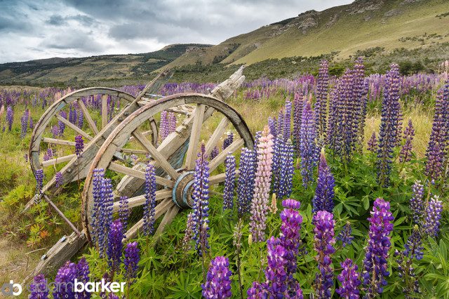 Adam barker - My approach to wildflower photography07