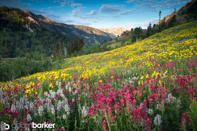 Adam barker - My approach to wildflower photography08