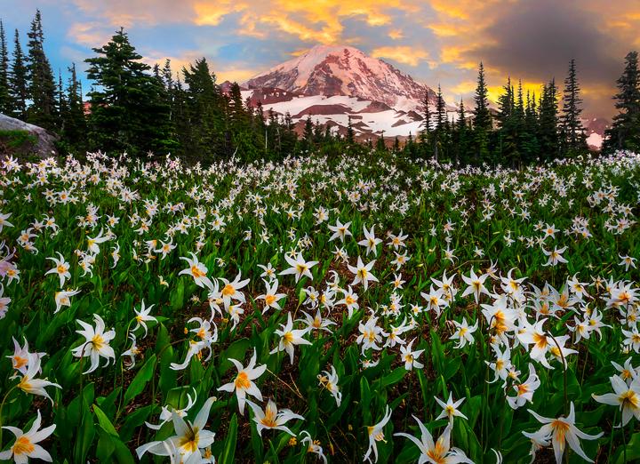 Shooting Wildflowers With The LB ColorCombo_1