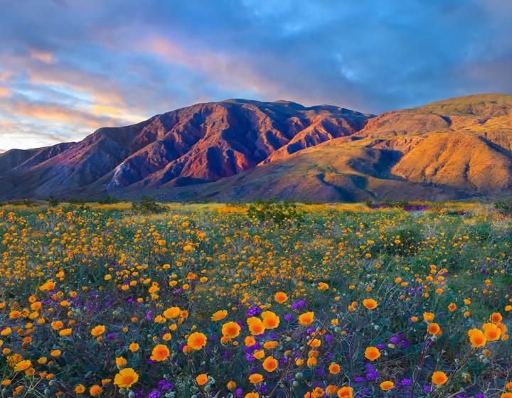 Shooting Wildflowers With The LB ColorCombo_4