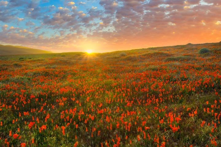 Shooting Wildflowers With The LB ColorCombo_5