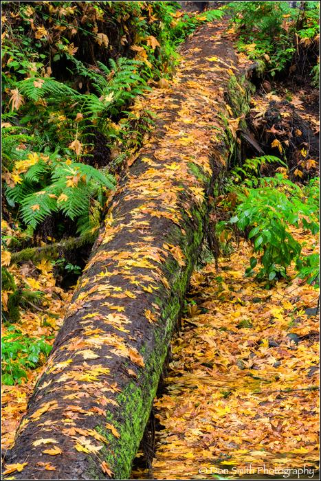 Maple Leaves on Fallen Redwood